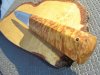 DSC08093.JPG