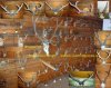 Коллекция рогов из 70 пар5.jpg