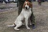 Районная выставка охотничьих собак г.Асино. Т.О. 13.04.19г 017.JPG
