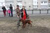 Районная выставка охотничьих собак г.Асино. Т.О. 13.04.19г 008.JPG