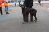 Районная выставка охотничьих собак г.Асино. Т.О. 13.04.19г 107.JPG