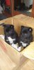 IMG-20190319-WA0001.jpg