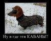 312750_nu-i-gde-eti-kabanyi_demotivators_to.jpg