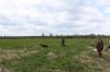 24.05.19. Томск. Испытания по бол. луг. дичи 084.JPG