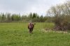 24.05.19. Томск. Испытания по бол. луг. дичи 096.JPG