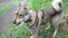 IMG-20190601-WA0012.jpeg