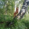 В лесу.jpg