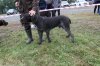 Хакаские республиканские-испытания и выставка охотничьих собак 158.JPG