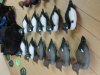 DSC07070.JPG