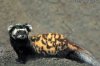 sansar-resimleri-ve-fotograflari-resim-24.jpg