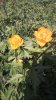 IMG-20200607-WA0010.jpeg