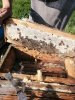 IMG-20200804-WA0234.jpg