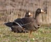 greenlandwfgoose.jpg