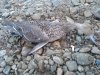 IMG_20200926_072646_8.jpg