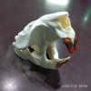 IMG_20200128_090456.jpg