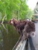 IMG_20200620_170244.jpg