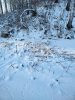IMG_20201128_133133.jpg