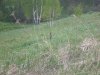 сурок.jpg