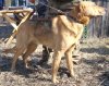 2 Батый Маслов Ф3.JPG