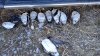 IMG-20211009-WA0003.jpeg