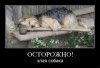 злая собака.jpg