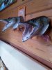 IMG_20211115_134715.jpg