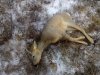 IMG_20201031_161314.jpg