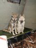 IMG_20201211_200113.jpg