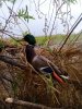 IMG_20220502_070549.jpg