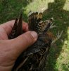 IMG_20220802_120516.jpg