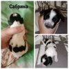 MyCollages (1).jpg