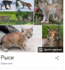 рыси.png