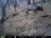 бык в рёв и на солонец.jpg