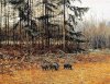 кабаны на кормешке.jpg