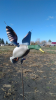 aviary-image-1673335522938.png