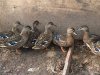 1633907575_19-funart-pro-p-tulskaya-podsadnaya-utka-zhivotnie-krasivo-49.jpg