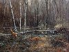 косули 3.jpg