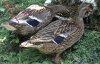 DSC04614.JPG