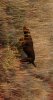 DSC_0091.JPG