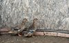 IMG_6441.jpeg