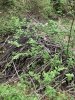 IMG_6002.jpeg