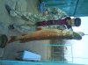 DSC00088-1.JPG