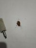 IMG-20241225-WA0001.jpg