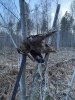IMG_2095.jpeg