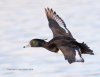 Tufted Duck - male - 11577.jpg