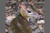 Lesser-Mouse-Deer-Tragulus-kanchil.jpg