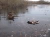 Подсадная.jpg
