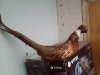 IMG0128A.jpg