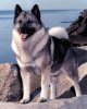 Norwegian20Elkhound.jpg