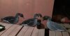 IMG-20150917-WA0000.jpeg